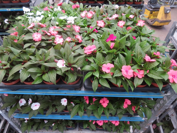 <h4>IMPAT NG MIXK 4 KL</h4>