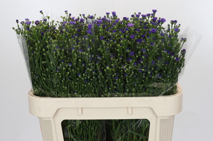 <h4>Aster Casamare</h4>