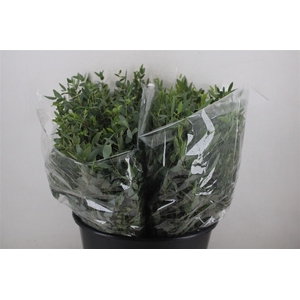 Euca Parvifolia Short 150gr P Bunch