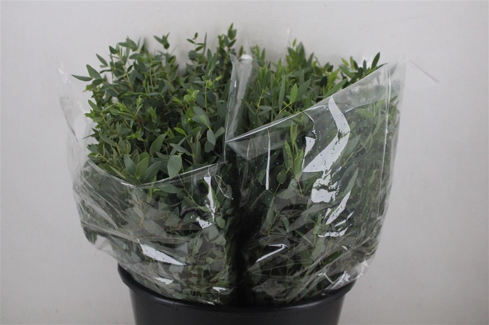<h4>Euca Parvifolia Short 150gr P Bunch</h4>