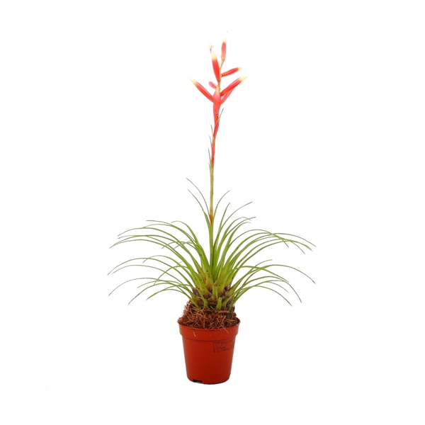 <h4>Vriesea Correia Araujoi</h4>