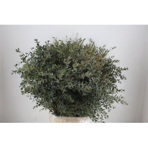 Euca Parvifolia 400gr P Bunch