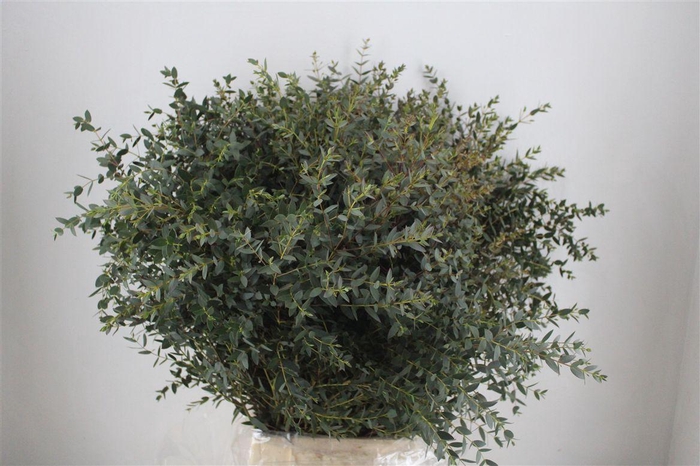 <h4>Euca Parvifolia 400gr P Bunch</h4>