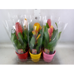 Vriesea   ...mix 6