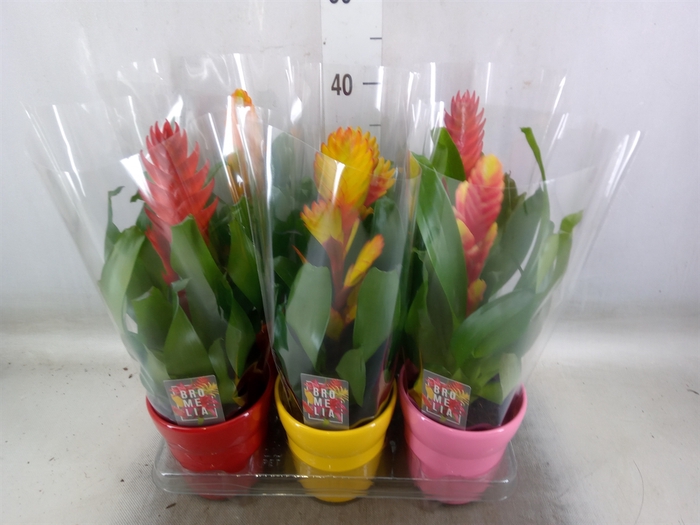 <h4>Vriesea   ...mix 6</h4>
