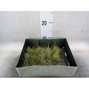 Tillandsia