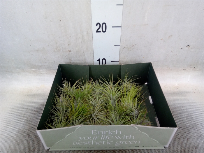 <h4>Tillandsia</h4>