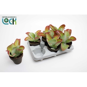 Kalanchoe Thyrsiflora in stenen pot