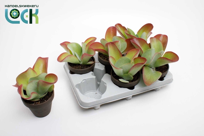 <h4>Kalanchoe Thyrsiflora in stenen pot</h4>