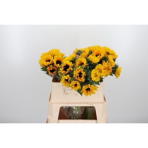 Helian An Orange Fir