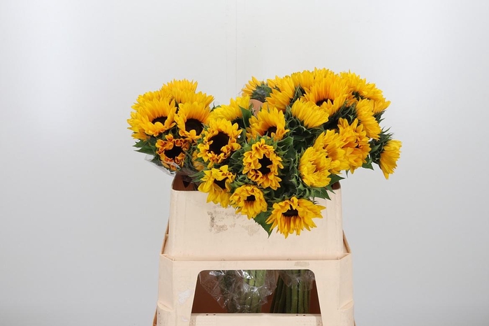 <h4>Helian An Orange Fir</h4>