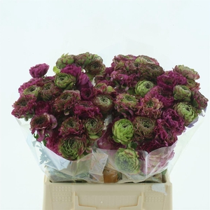 Ran Ponpon Malva Lila Extra