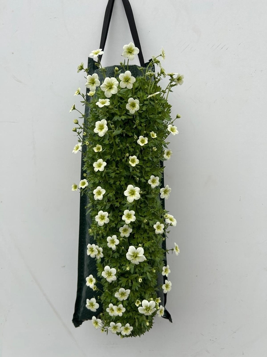 <h4>SAXIF AR ALP WHITE</h4>