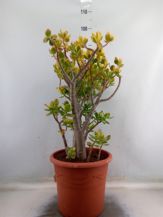 <h4>Crassula ovata 'Sunset'</h4>