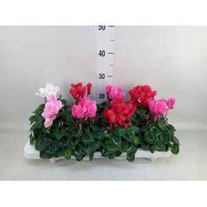 Cyclamen MD 'Macro'