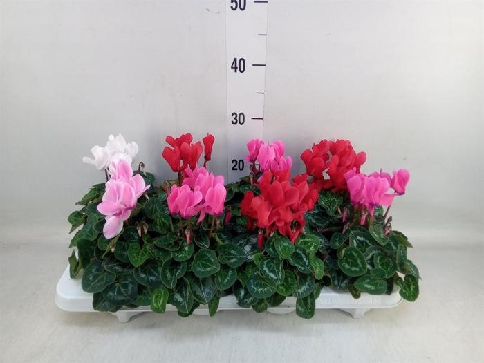 <h4>Cyclamen MD 'Macro'</h4>