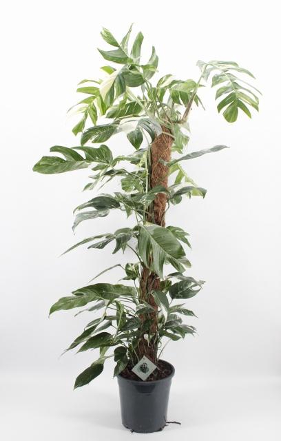 <h4>EPIPR MARBLE VARIEGA</h4>