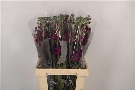 <h4>Matth Phant Purple</h4>