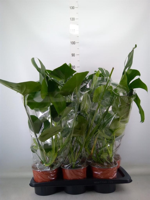 <h4>Monstera delic.</h4>