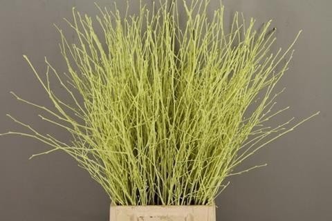 <h4>Betula paint cream</h4>