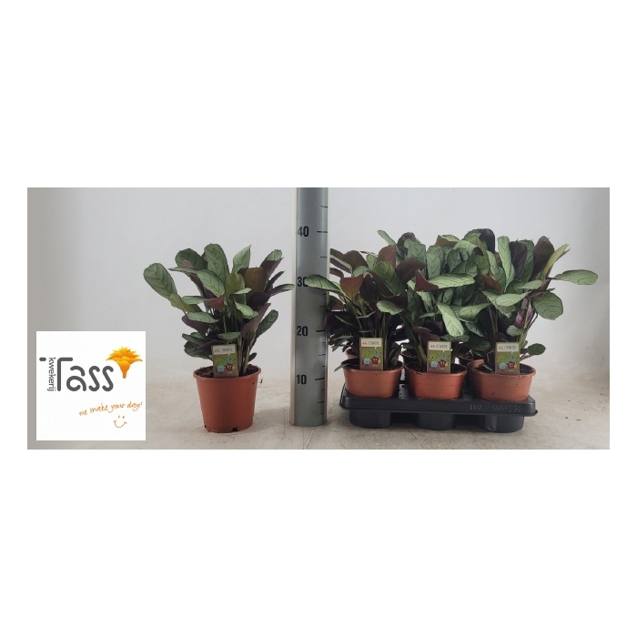 <h4>Ctenanthe burle-marxii Amagris 14Ø 40cm</h4>