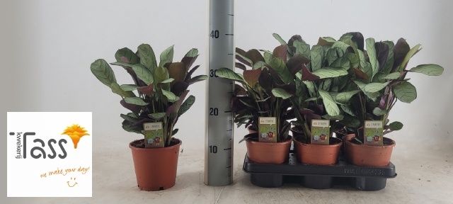 Ctenanthe burle-marxii Amagris 14Ø 40cm