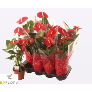 ANTHU A JAMBO RED