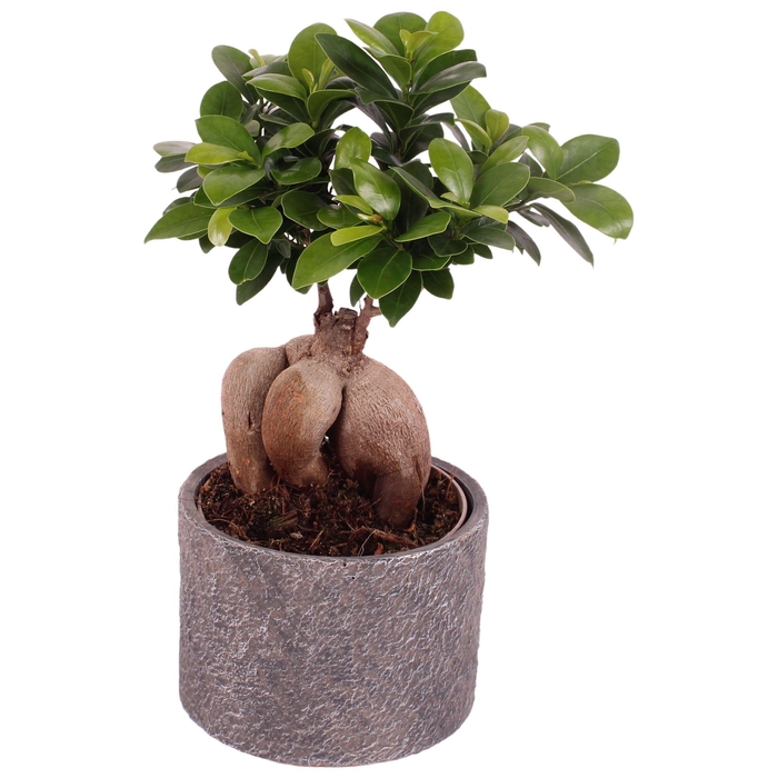 <h4>Ficus m. Ginseng Ball Shape Ø12cm in Ø14cm Ceramic NT566</h4>