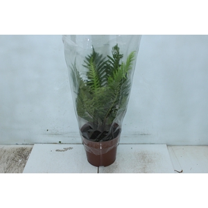 BLECHNUM GIBBUM SILVER LADY P17