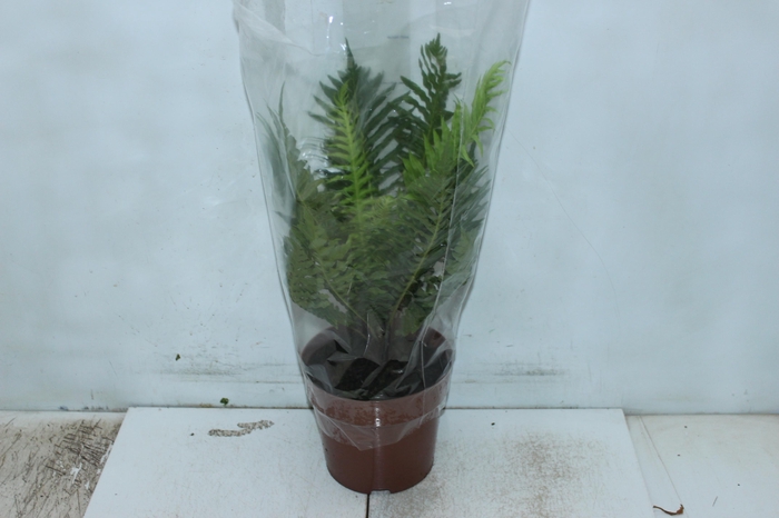 <h4>BLECHNUM GIBBUM SILVER LADY P17</h4>