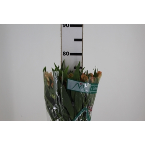 ALSTROEMERIA CANYON 080 CM