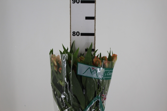 <h4>ALSTROEMERIA CANYON 080 CM</h4>