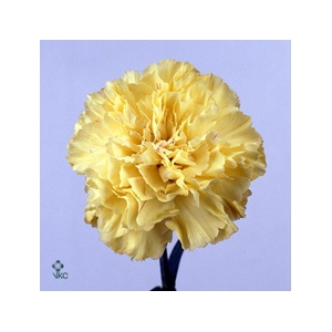 Dianthus St Hermes