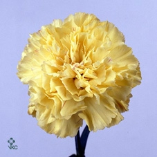 <h4>Dianthus St Hermes</h4>