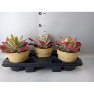 Kalanchoe NF thyrsiflora 'Red Lips'