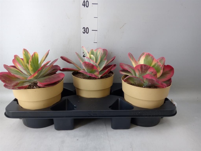 <h4>Kalanchoe NF thyrsiflora 'Red Lips'</h4>