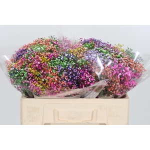 Gypsophila Kleurbehandeld