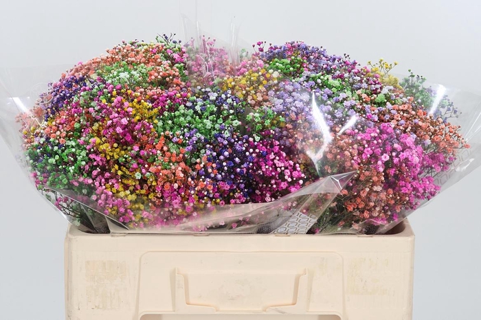 <h4>Gypsophila Kleurbehandeld</h4>