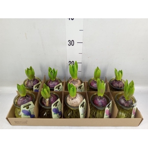 Planten  ..in schaal L%