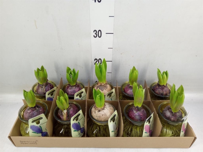 <h4>Planten  ..in schaal L%</h4>