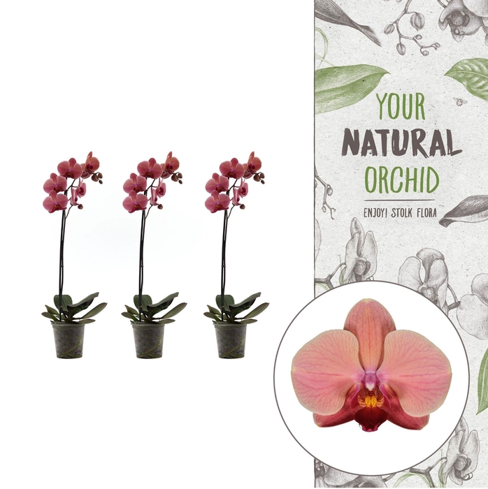 <h4>Your Natural Orchid | Orange | Phalaenopsis 1 spike</h4>