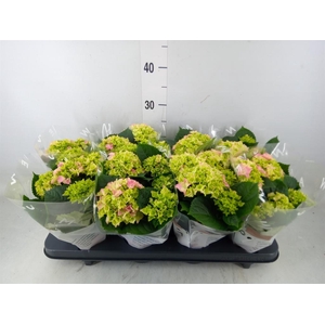 Hydrangea mac. 'Early Rosa'