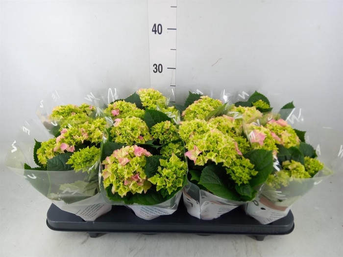 <h4>Hydrangea mac. 'Early Rosa'</h4>