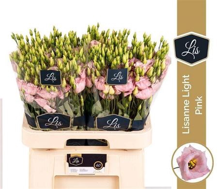 <h4>Eus G Lisanne L Pink</h4>