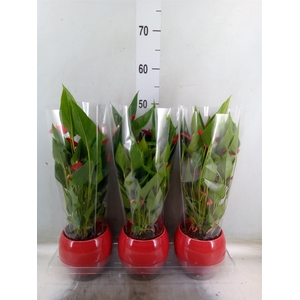 Anthurium andr. 'Mill Flowers Red'