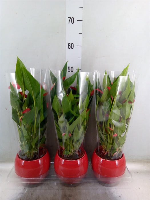 <h4>Anthurium andr. 'Mill Flowers Red'</h4>