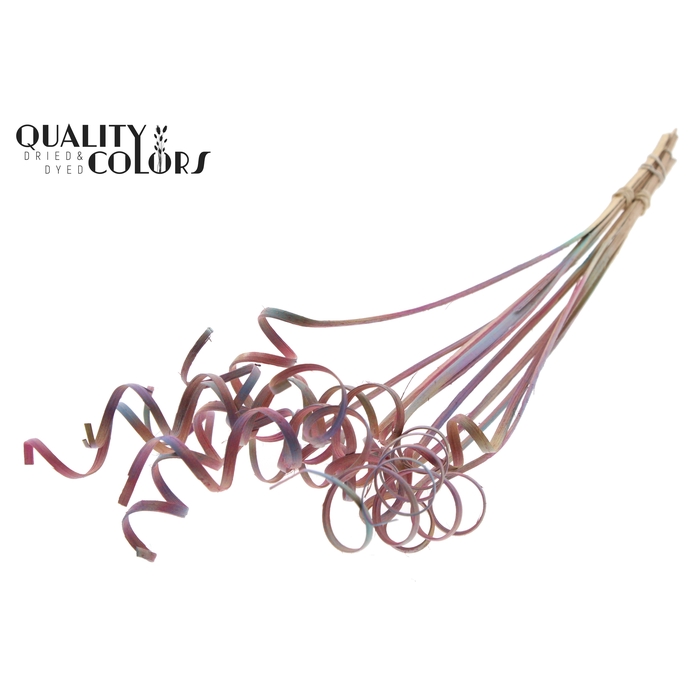 <h4>Cane Spring on stem Gradient Pink</h4>