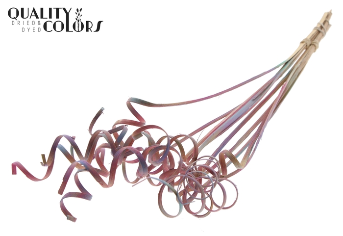 Cane Spring on stem Gradient Pink