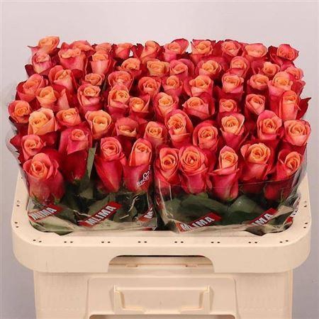 <h4>R Gr Helene</h4>