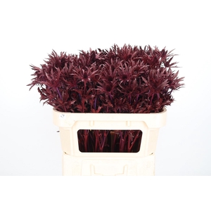 Eryn Orion Kl Bh Bordeaux